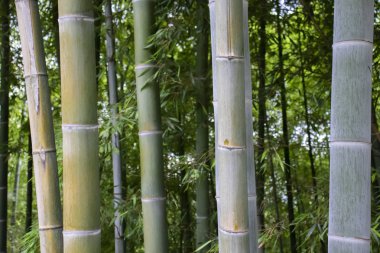 Tropikal bambu ormanı. Bambu duvarı. Büyüyen çabalar, güzellik daha güçlüdür. 