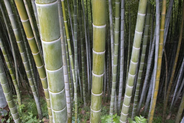 Tropical bamboo forest. The wall of bamboo. Growing strives, beauty is stronger.