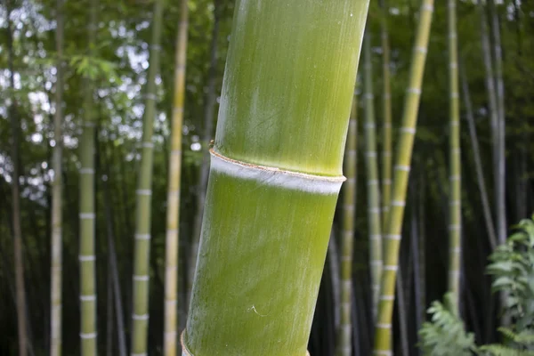 Yeşil bir bambu sandığının yakından görünümü. Bambu ormanı.