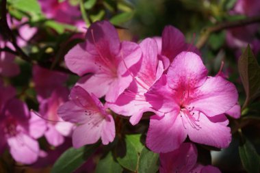     Güzel bir çiçek. Spingtime. Doğa. St.Petersburg'da. Bahçe.