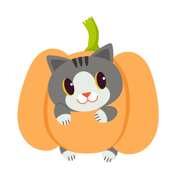 cat in pumpkin costume