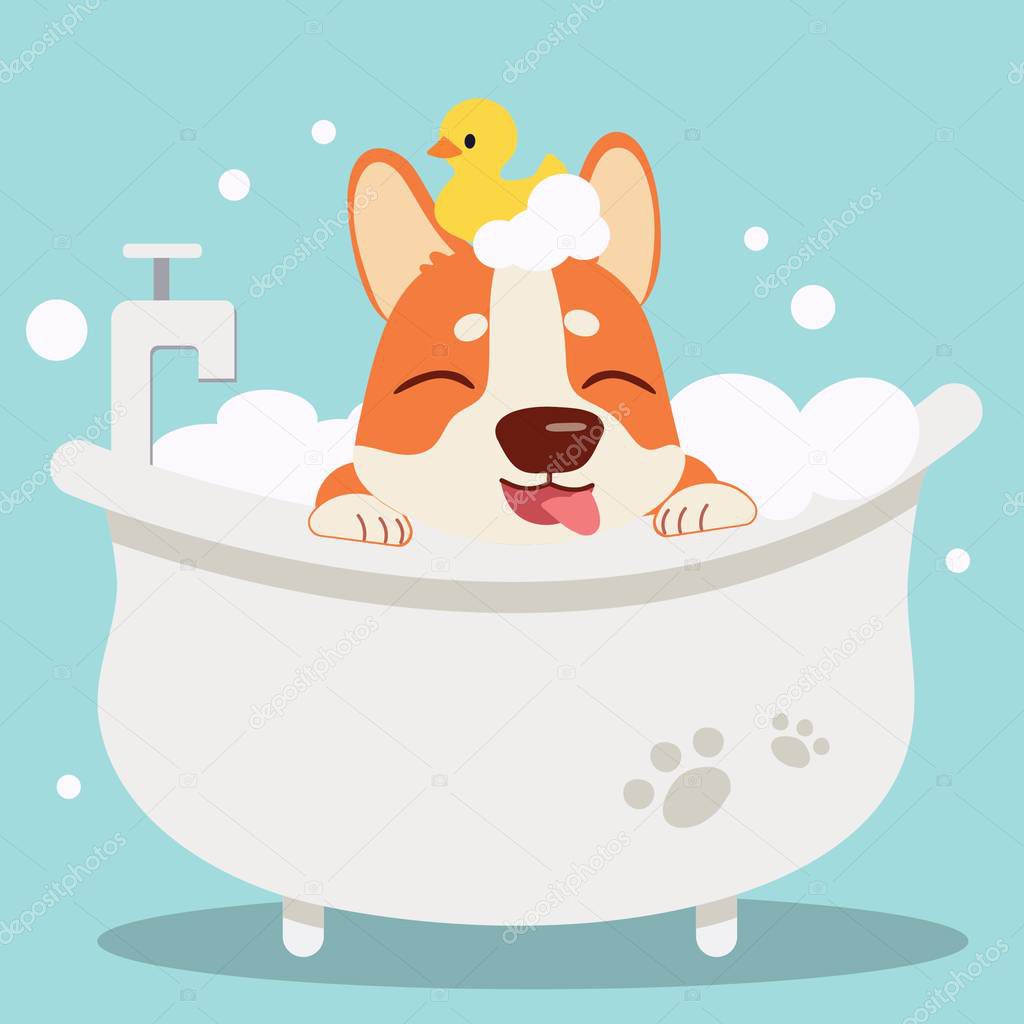 The character cute corgi dog taking a bath with bathtub.it look 