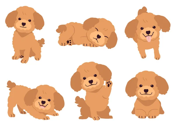 Collection Poodle Many Action Graphic Resource Set Dogs Poodle Graphic — Stock Vector