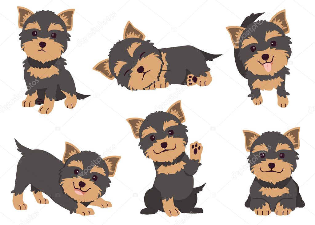 The collection of Yorkshire terrier in many action. Graphic resource about set of dogs Yorkshire terrier for graphic, content, etc. 