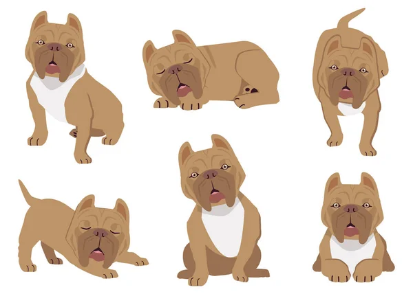 Coleção Pit Bull Terrier Americano Muitos Ação Recurso Gráfico Sobre — Vetor de Stock