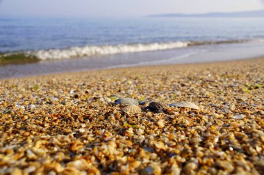 Karadeniz. Shell plajı. Sıcak güneş. Bahar.