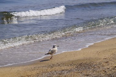 Yalnız bir Martı. Karadeniz. Yaz