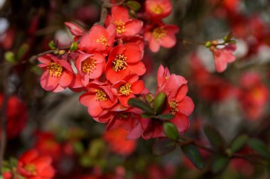 Çiçekli ayva Çalısı. Rusya'nın güneyinde. Bahar.