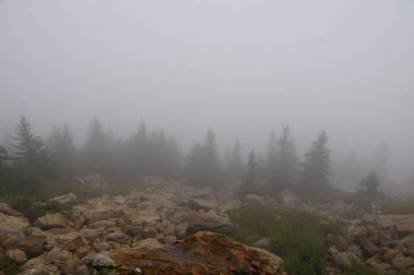 Sisli ve gizemli orman. Dağ 