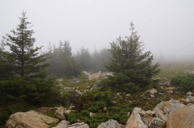 Sisli ve gizemli orman. Dağ 