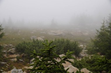 Sisli ve gizemli orman. Dağ 
