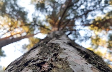 Gün batımında güneşte gökyüzüne karşı çam