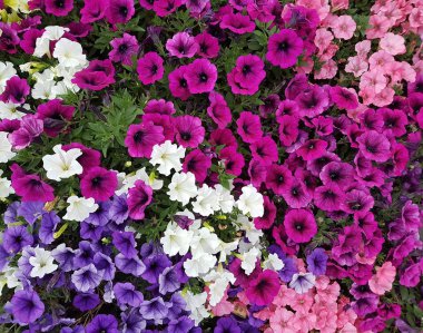 Güzel renkli Petunya, pembe, beyaz ve leylak