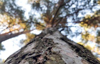 Gün batımında güneşte gökyüzüne karşı çam