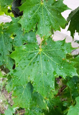 Yağmur damlaları ile yeşil akçaağaç yaprakları