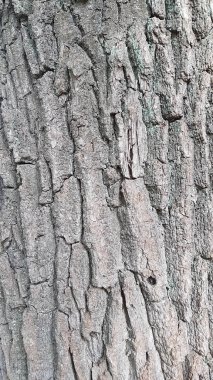 Ihlamur'un kabuğu. Arka plan olarak kullanılabilir