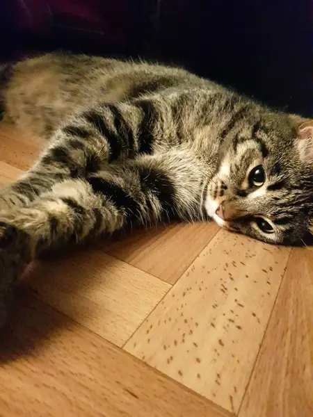 美しいふわふわの灰色の猫が床に横たわって 足を伸ばす — ストック写真