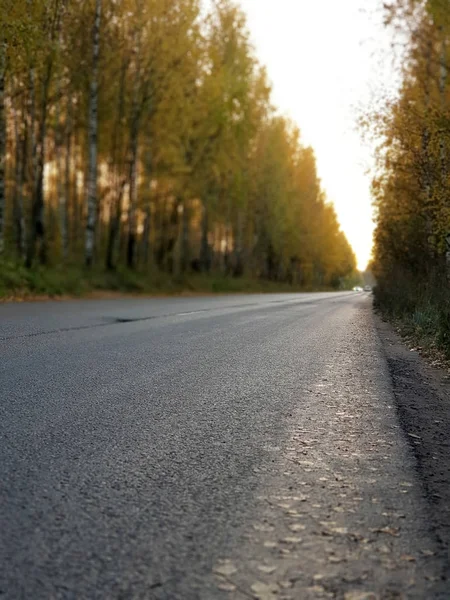 Herbst Straße Bäume Mit Gelbem Laub — Stockfoto