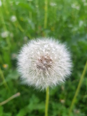 Güneşli yaz gününde, Vizyon yakınlarında yeşil çimlerin üzerinde güzel beyaz karahindiba