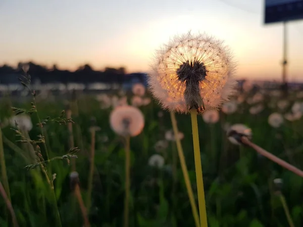 Belo Dente Leão Contra Sol Poente Uma Vista Perto Raios — Fotografia de Stock