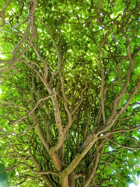 Schöne Lindenkrone Viele Zweige Und Grüne Blätter Blick Von Innen — Stockfoto