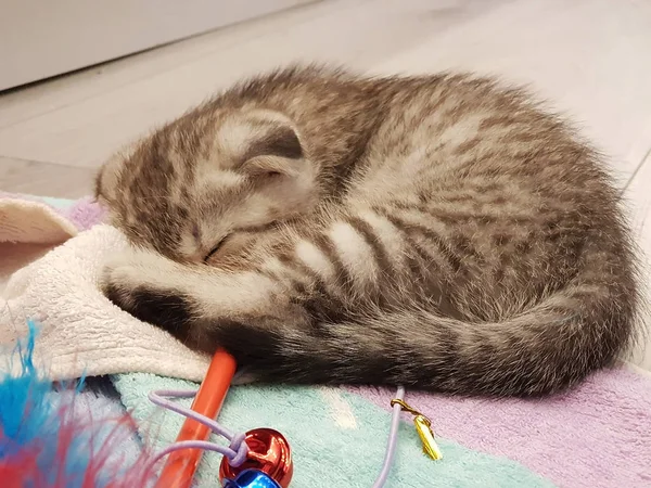 Eine Kleine Niedliche Aufgeklärte Katze Mit Grauen Augen Liegt Zusammengerollt — Stockfoto