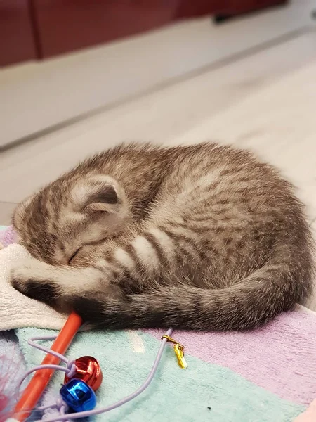 Eine Kleine Niedliche Aufgeklärte Katze Mit Grauen Augen Liegt Zusammengerollt — Stockfoto