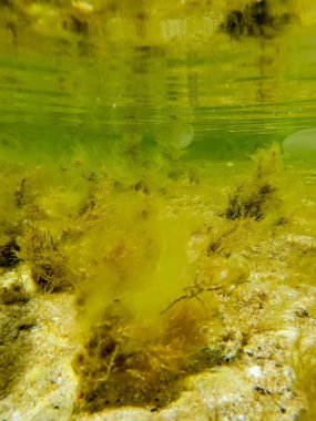 Karadeniz'in suyunun altında büyülü manzara. Berrak su sayesinde kayalar, yosun ve mercanlar, yüzen denizanaları ile deniz tabanı görebilirsiniz