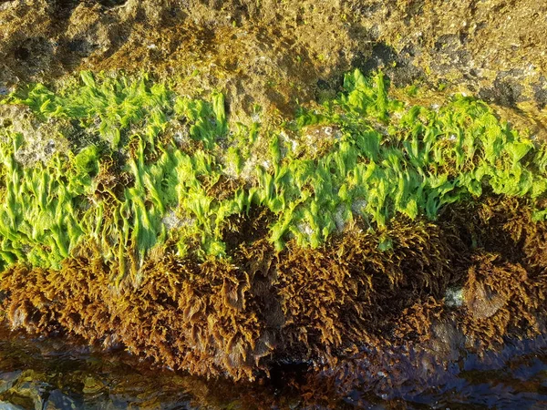 Green and brown wet algae on a rocky shore near the clear water of the sea