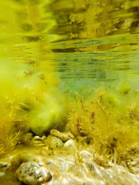 Vue Magique Sous Eau Mer Noire Grâce Eau Claire Vous — Photo