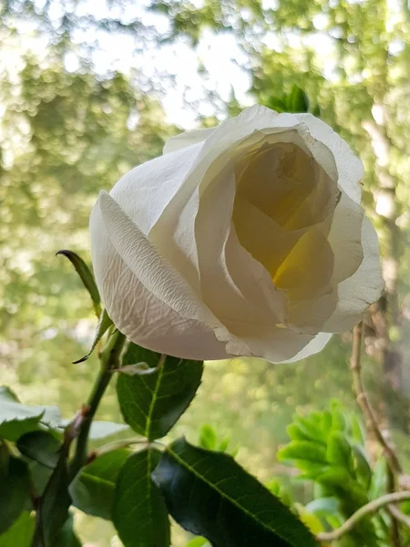 Hermosa flor de rosa blanca. Vista del brote, tallo con verde le —  Fotos de Stock