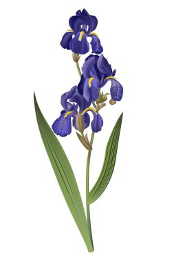     Vektörde gerçekçi mavi iris