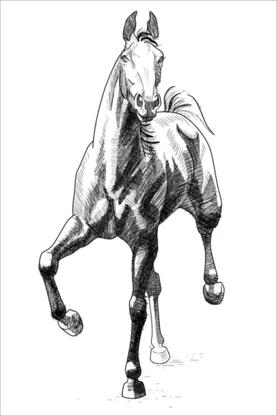 Hästtrav Handritad Illustration — Stock vektor