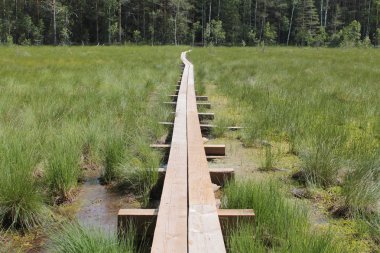 Bir bataklık ta ahşap orman yürüyüş yolu. Merkezde iz 