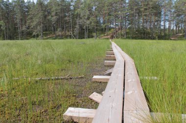 Bataklıktan geçen orman ahşap yolu. Foregrou odak ile