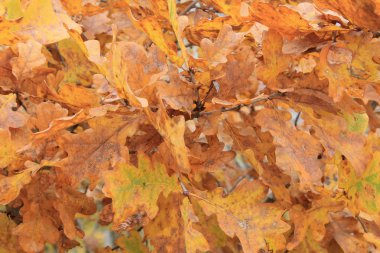 Sarı ve kahverengi meşe yaprakları. Yaratıcı tasarım için sonbahar dokusu.