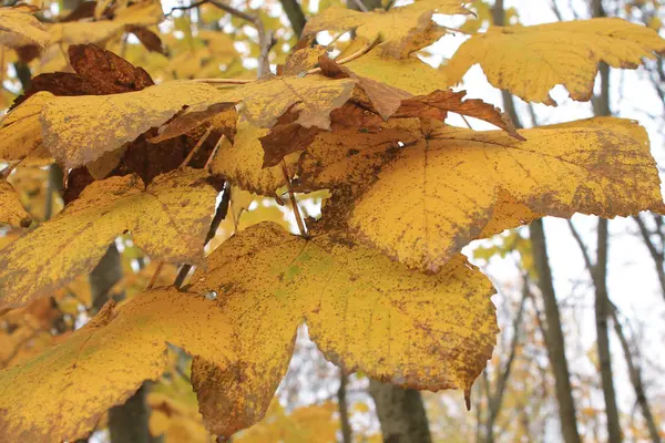 Gelbe Ahornblätter auf einem Ast. Nahaufnahme. Seitenansicht — Stockfoto