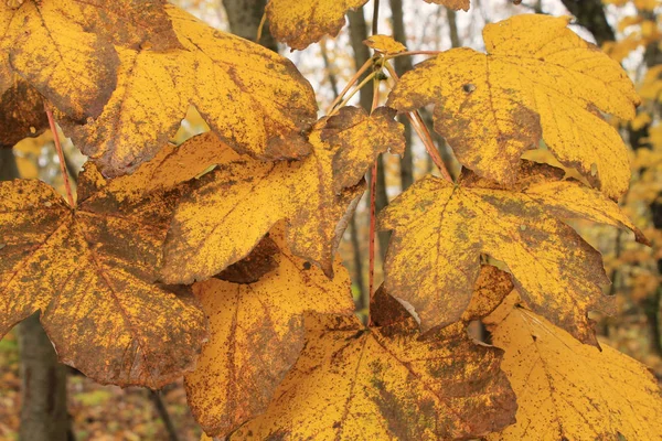 Feuilles d'érable jaune humide d'automne sur une branche. Gros plan — Photo