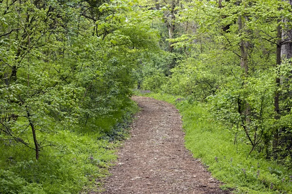 Lente Forrest Trail Landschap — Stockfoto