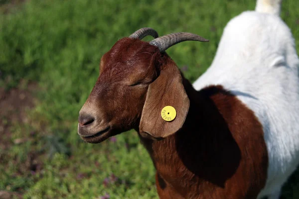 Yeşil bahar çayır alanında kahverengi-beyaz keçi — Stok fotoğraf