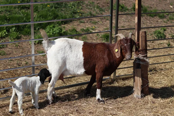 Küçük keçi ile keçi, süt içme keçi emzirme — Stok fotoğraf