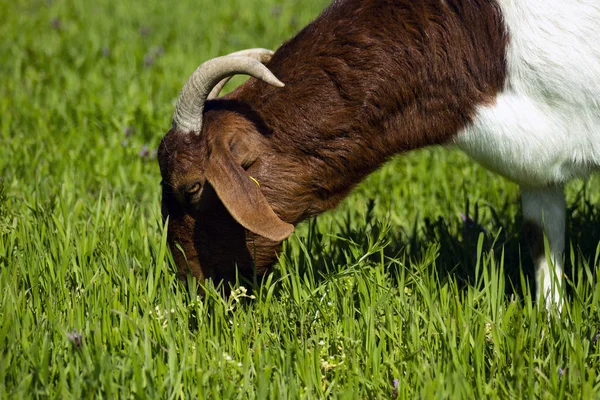 草坪上的山羊吃草. — 图库照片