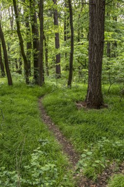 Küçük Karpat dağlarında ormanda yol (Slovakya)