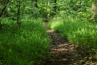 S Küçük Karpat dağlarında yeşil ormanda Yol