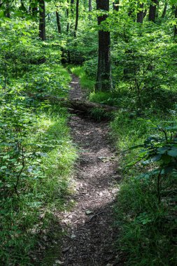 Bir fal ile Küçük Karpat dağlarında ormanda Yol