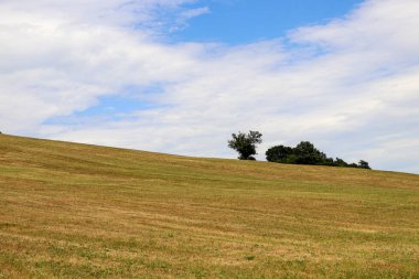 Ufukta ağaçlarla biçilmiş çayır. Beyaz clou ile mavi gökyüzü