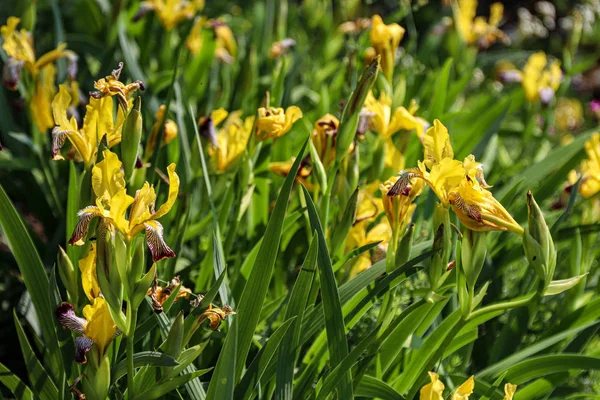 Yellow iris flowers closeup in wild nature od Little Carpathian