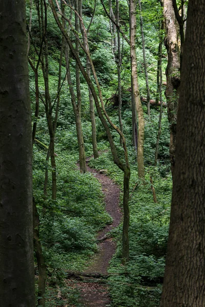 Chemin dans la forêt sombre dans les montagnes des Petites Carpates avec — Photo