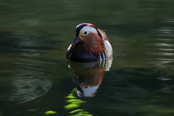 Canard colvert sur le lac avec réflexion dans l'eau dans na sauvage — Photo