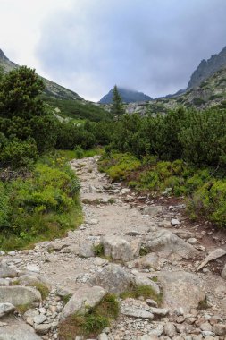 Yüksek Tatras (Slovakya) dağlarda Turist geçit. Ormana taş yol. 